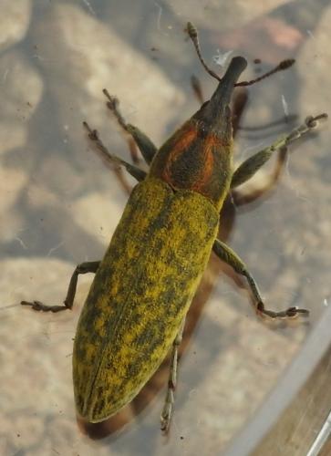 Réf. 283 966 : Lixus filiformis